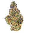 purple-dick-feminized-cannabis-seeds