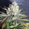 Skywalker Cookies - 5 Feminized Cannabis Seeds