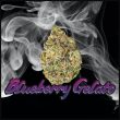 Blueberry Gelato - 5/10 Feminized Cannabis Seeds