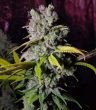 blueberry-gelato-seeds