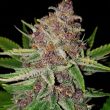 forbidden fruit seeds forbidden fruit strain seeds