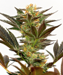 Bruce Banner - 5/10 Feminized Cannabis Seeds