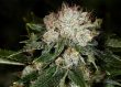 bruce-banner-feminized-cannabis-seeds