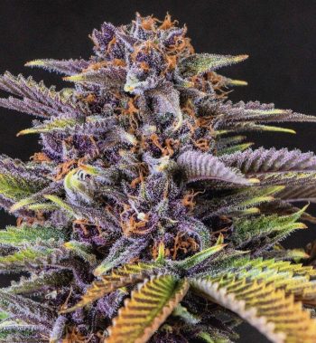 forbidden fruit seeds forbidden fruit strain seeds