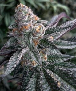 animal cookies feminized seeds