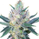 blue cheese feminized