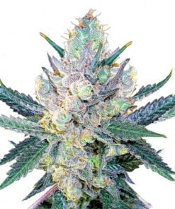 blue cheese feminized