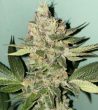 biscotti-feminized-cannabis-seeds2