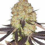 biscotti feminized seeds