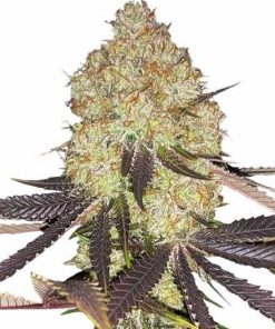 biscotti feminized seeds