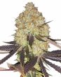 biscotti feminized seeds