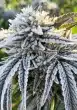 white rhino feminized seeds