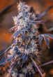 mimosa-feminized-cannabis-seeds