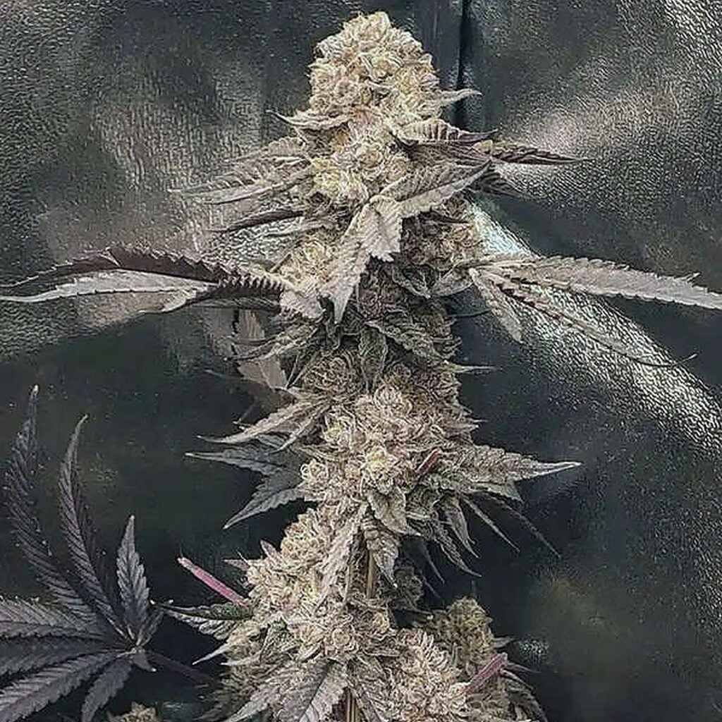 gator breath feminized seeds