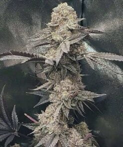 gator breath feminized seeds