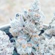 buy-white-rhino-feminized-cannabis-seeds