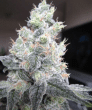 buy-white-rhino-feminized-cannabis-seeds