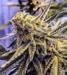 buy-white-rhino-feminized-cannabis-seeds