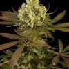 blueberry diesel feminized seeds