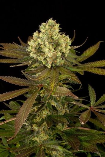 blueberry diesel feminized seeds