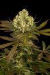 blueberry diesel feminized seeds