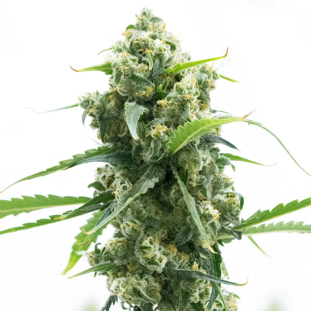 lemon diesel feminized seeds