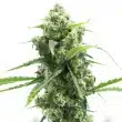 lemon diesel feminized seeds