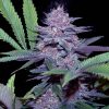 blue dream feminized seeds