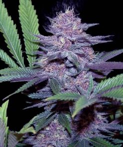 blue dream feminized seeds