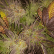 sunset sherbert feminized seeds