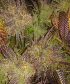 sunset sherbert feminized seeds