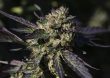 buy-sunset-sherbert-feminized-cannabis-seeds