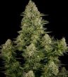 white-widow-cannabis-seeds