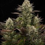 white widow feminized seeds