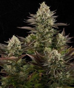 white widow feminized seeds