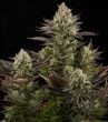 white-widow-cannabis-seeds