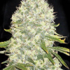 white widow feminized seeds