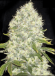 white-widow-cannabis-seeds