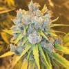 cinderella 99 feminized seeds