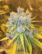 cinderella 99 feminized seeds
