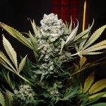 c99 feminized seeds