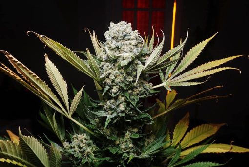 c99 feminized seeds