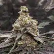 cinderella-99-feminized-cannabis-seeds2