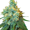 jack herer feminized seeds