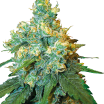 jack herer feminized seeds