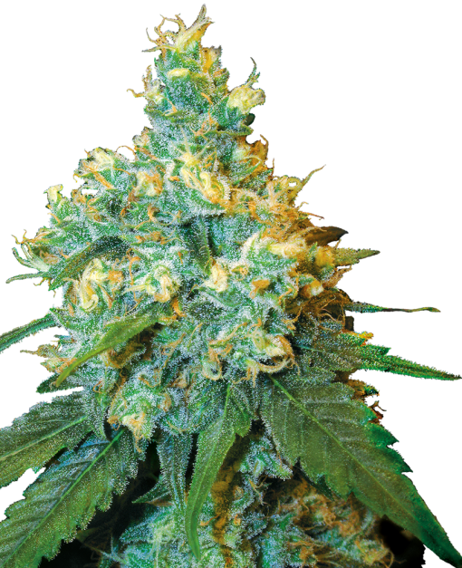 jack herer feminized seeds