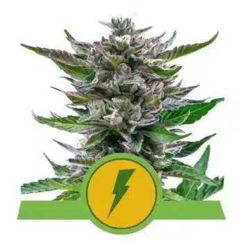 Royal Queen Seeds - North Thunderfuck Auto