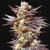 auto black cherry feminized