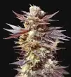 auto-black-cherry-feminized-seeds