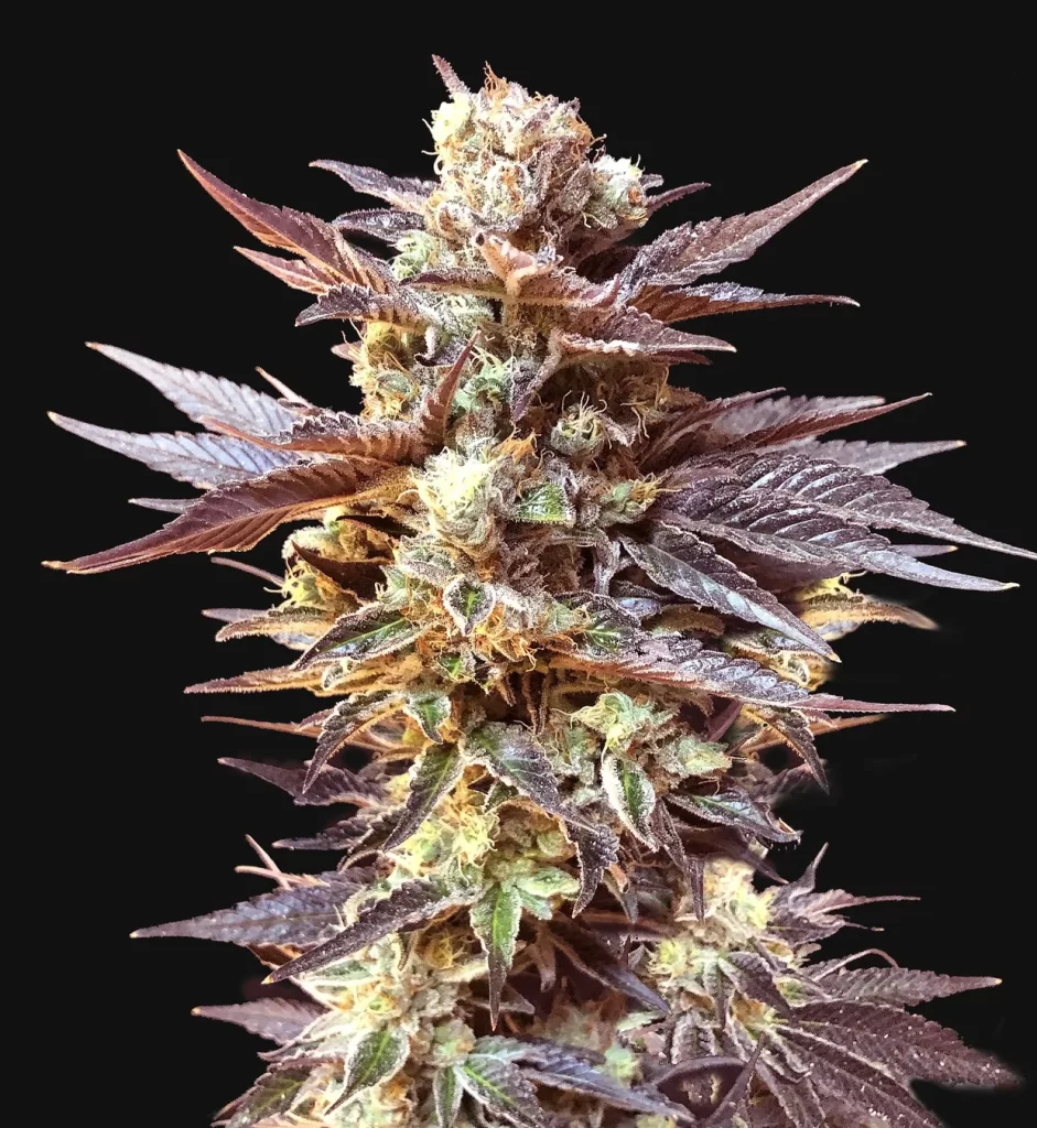 auto black cherry feminized